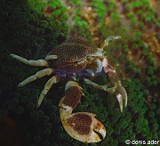 Neopetrolisthes-maculatus Crabe Porcelaine des anemones-Komodo BetheHem-8m-20160802-Denis-ADER-DSC_8966_tn